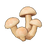 Enoki Mushroom