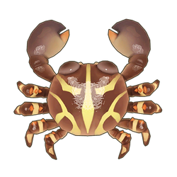 Flat Rock Crab Icon.png