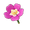 Fuschia Moss Rose