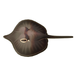 Giant Freshwater Stingray Icon.png