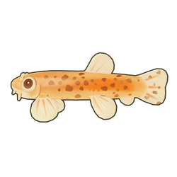 Gold Leopard Dojo Loach Icon.png