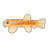 Gold Leopard Dojo Loach