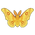 Golden Emperor Moth