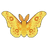 Golden Emperor Moth