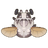 Goliath Beetle