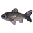 Grass Carp