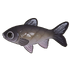 Grass Carp