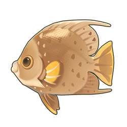 Gray Angelfish Icon.png