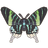Green-Banded Urania