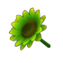 Green Sunflower