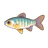 Hooksnout Carp