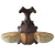 Kabuto Beetle