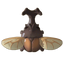 Kabuto Beetle