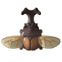 Kabuto Beetle