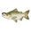 King Salmon