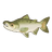 King Salmon