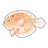 Largetooth Flounder