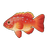 Leopard Coral Grouper