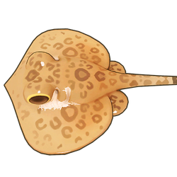 Leopard Whipray Icon.png