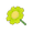 Lime Daisy