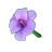 Mauve Lily