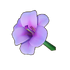 Mauve Lily