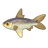 Milkfish