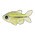 Mint Tetra