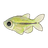 Mint Tetra