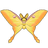 Moon Moth