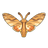 Morgan's Sphinx Moth