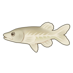 Noodlefish Icon.png