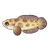Obscure Snakehead