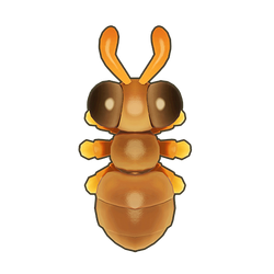Odorous House Ant Icon.png