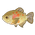 Orange-Blotched Pacu
