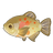 Orange-Blotched Pacu