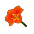 Orange Amaryllis