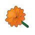 Orange Dwarf Dahlia