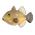 Orangeside Triggerfish