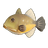 Orangeside Triggerfish