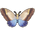Owl Butterfly