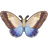 Owl Butterfly