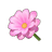 Pastel Pink Dwarf Dahlia