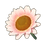 Pastel Pink Sunflower
