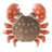Pea Pebble Crab