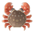 Bean-Shaped Fist Crab