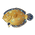 Peacock Flounder