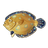 Peacock Flounder