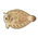 Peacock Sole