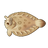 Peacock Sole